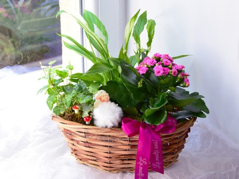 Aranjament cu plante de apartament Aranjament cu plante de apartament